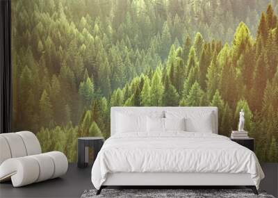 healthy green trees in a forest of old spruce, fir and pine trees Wall mural