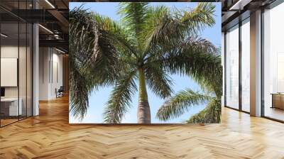 Palms of Caribbean  Wall mural