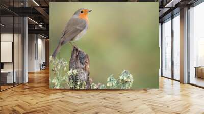 robin on a twig Wall mural