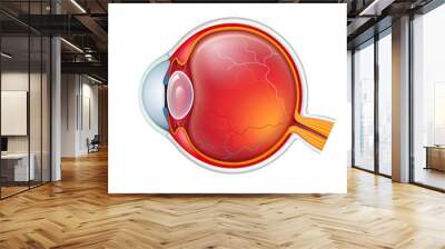 Vector human eye crossection close up isolated on white baclground Wall mural