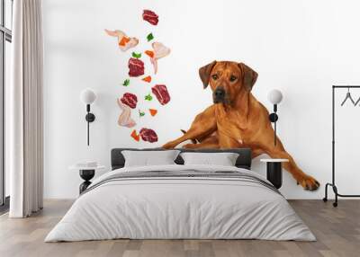 Dog food concept. Rhodesian ridgeback dog and full bowl of natural dry kibble. Wall mural