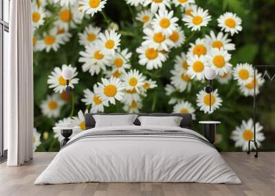 many blooming daisies close-up top view. wildflowers spring background Wall mural