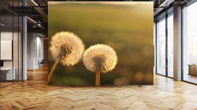 spring release/ two round fluffy dandelions in the background of the field in the evening at sunset Wall mural