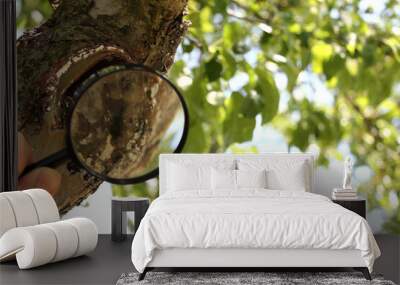 the trunk of an old apple tree with cracked bark and a hollow and the silhouette of a hand with a magnifying glass in the foreground. inspection of damage to trees in the garden Wall mural