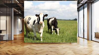 two black and white cow grazes on a green meadow against a background and sky with clouds. juicy herb for delicious milk Wall mural