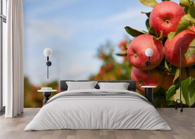 Beautiful view of apple orchard on sunny autumn day Wall mural