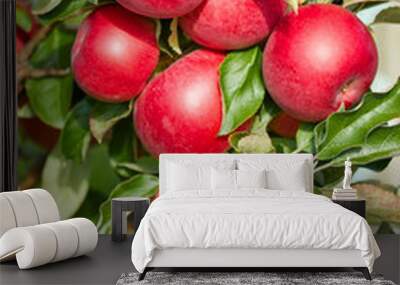 fresh red apples on a tree Wall mural