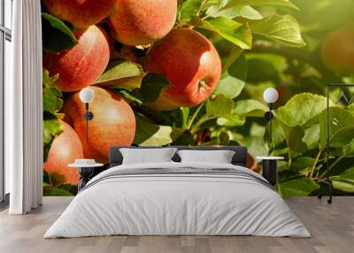 outdoor shot containing a bunch of red apples on a branch ready Wall mural