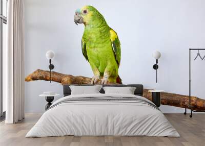 parrot Amazon green sitting on a tree branch, isolated concept Wall mural