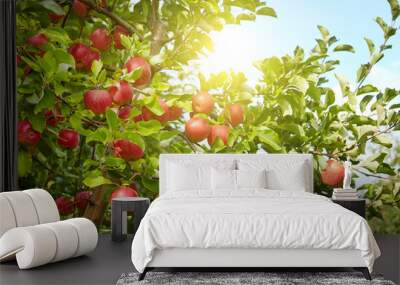 Red apples on apple tree branch Wall mural