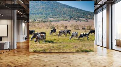 Cows graze on a green field on a bright sunny day. Bulgaria region Wall mural