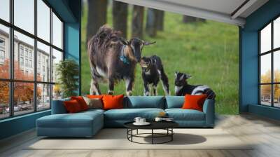 Mother goat standing next to two breeds on grass with tree line in background on strong wind Wall mural