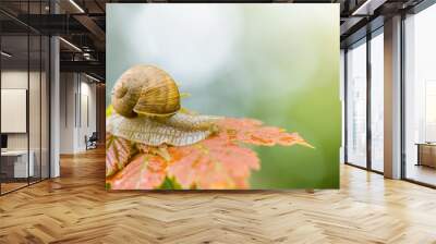 Snail slow crawling on leaf, close up isolated Wall mural