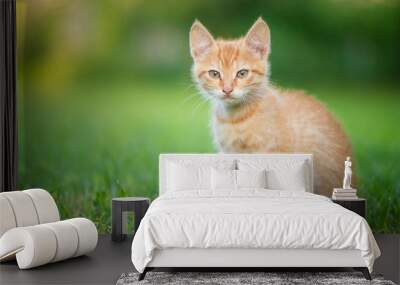 Young orange male cat sit on grass with blurred green background Wall mural