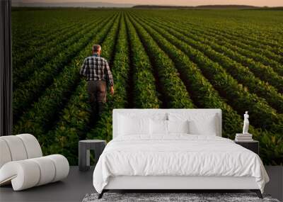 Rear view of senior farmer standing in soybean field examining crop at sunset, Wall mural