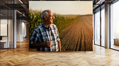 Senior farmer standing in corn field examining crop at sunset.	 Wall mural