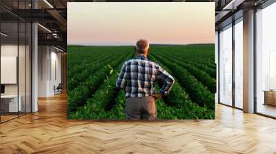 Senior farmer standing in soybean field examining crop at sunset. Wall mural