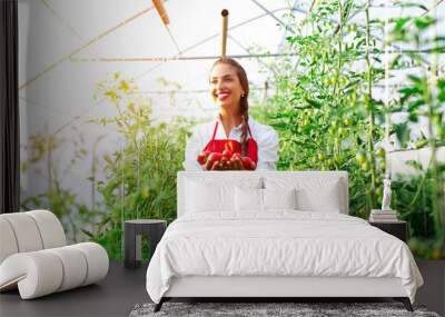 Beautiful young woman harvesting fresh tomatoes from the garden and showing at the camera Wall mural