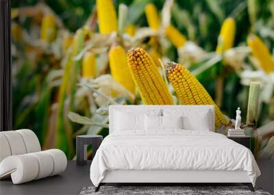 Printed yellow lot Corn cobs in the field Wall mural