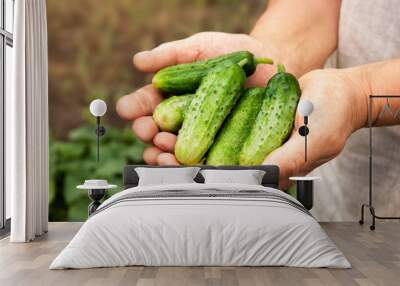 Ripe cucumbers in hands. The farmer is holding a crop of vegetables. Harvesting. Wall mural