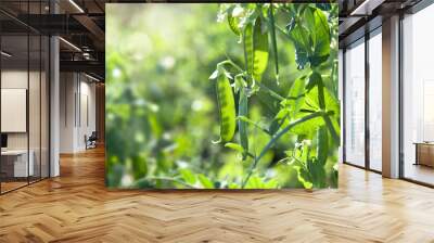 Young pea plant sprouts with flowers and young pods grow in rows in a field in the sun. Selective focus. Wall mural