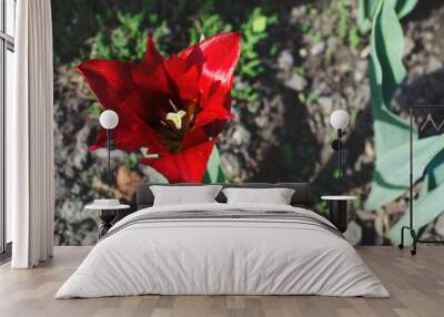 red bright tulip close-up background. Wall mural