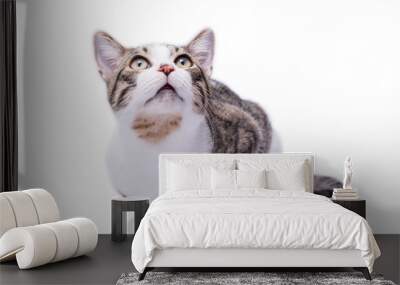 Cute striped shorthair cat looking up, isolated on white backgro Wall mural