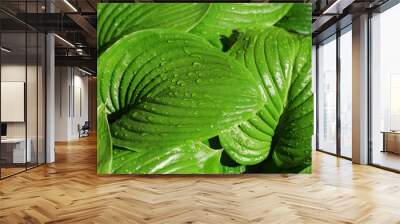 Huge green leaves with drop of dew Wall mural