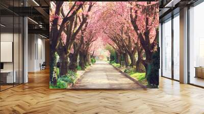 Road with blooming trees in spring Wall mural