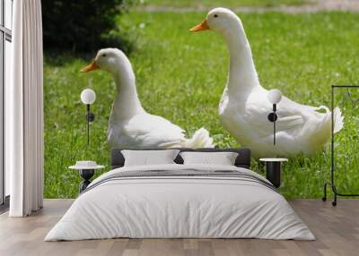 Two white geese walk on the field Wall mural