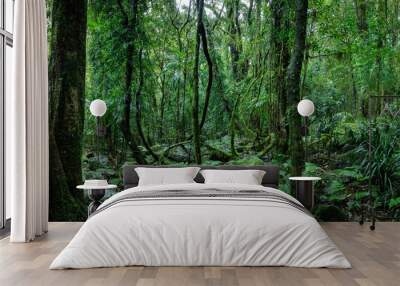 Lush rainforest with ancient trees Wall mural