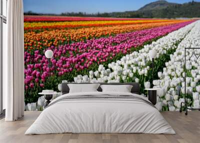 Vibrant photo of a bright colorful tulip field Wall mural