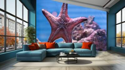 Star Fish in the clear water and blurred background Wall mural