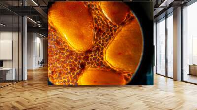 Microscope image of bacterial cells closeup Wall mural