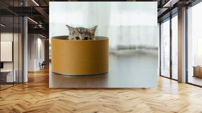 Cute kitten in box Wall mural