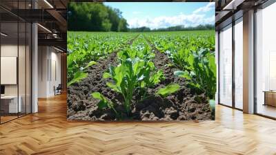 A field of green plants growing in rows with dark soil in a sunny day. Wall mural