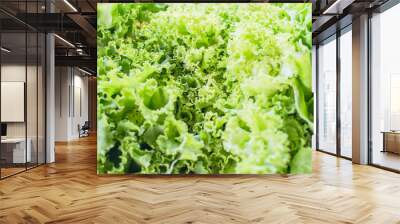 Green salad vegetable Wall mural