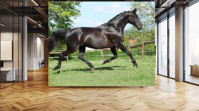 Amazing black dutch warmblood running Wall mural