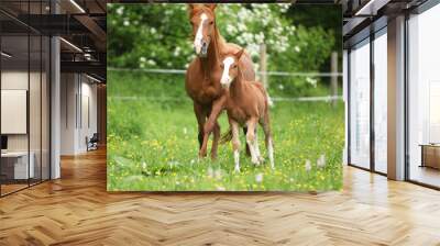 Beautiful mare running with foal Wall mural