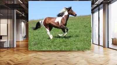 gorgeous brown and white stallion of paint horse running Wall mural