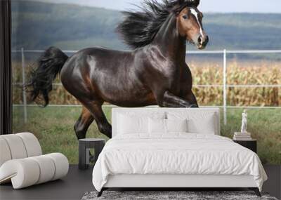 Nice brown stallion with long mane running Wall mural