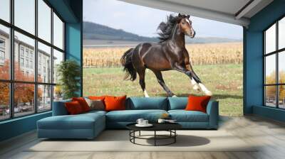 nice brown stallion with long mane running Wall mural