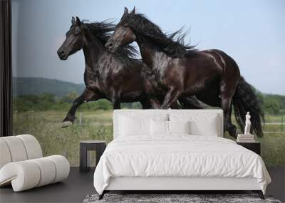 Two amating friesian mares running on pasturage together Wall mural