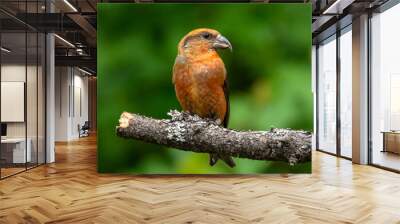 crossbill Wall mural