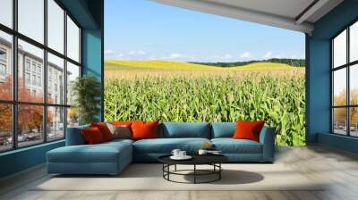 Young green corn field in summer Wall mural