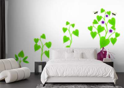 Cycle of growth of sweet potato plant on a white background. Wall mural