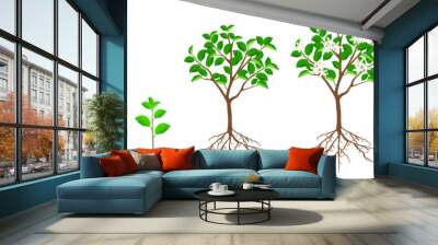 The growth cycle of an orange plant is isolated on a white background. Wall mural