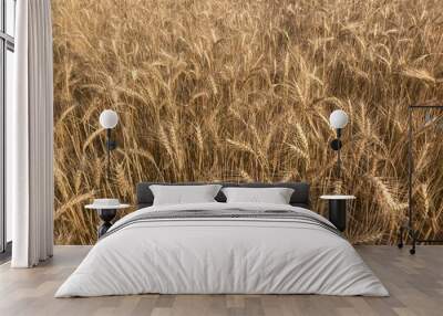 close up of wheat ears. backdrop of ripening ears of golden wheat field on the sunset.Harvest concept. Abstract ear of wheat f Wall mural