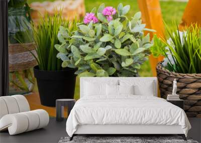 pots with beautiful blooming flowers on wooden shelf at summer festival - close up view. floristry,  Wall mural