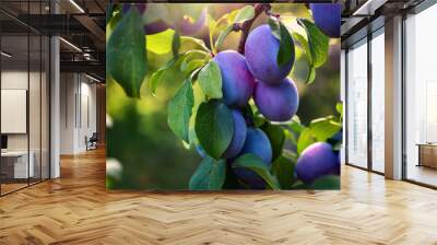 A tree full of ripe plums basking in the warm sunlight highlighting their rich hues. Wall mural